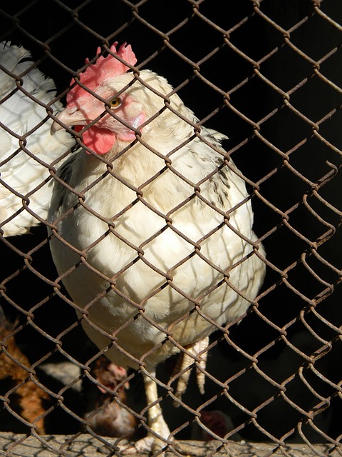 鉴热火如此 鉴热火如此