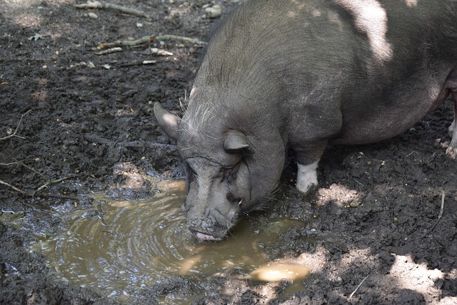 从他的训练 从他的训练