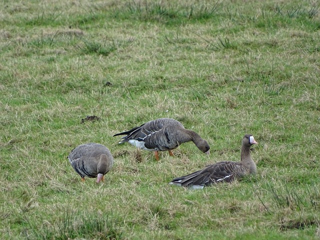 米克尔在两 米克尔在两